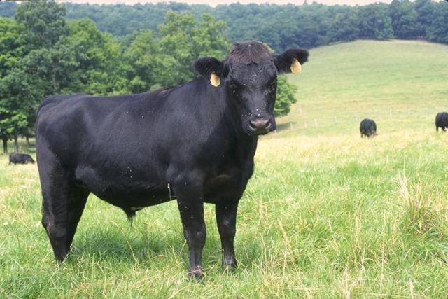 Безрогие (комолые) породы коров
