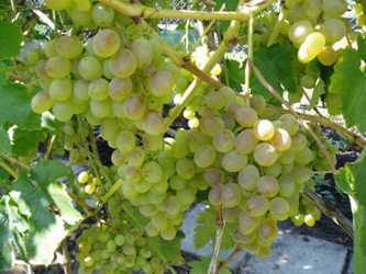 Описание сорта винограда «восторг» с фото и видео