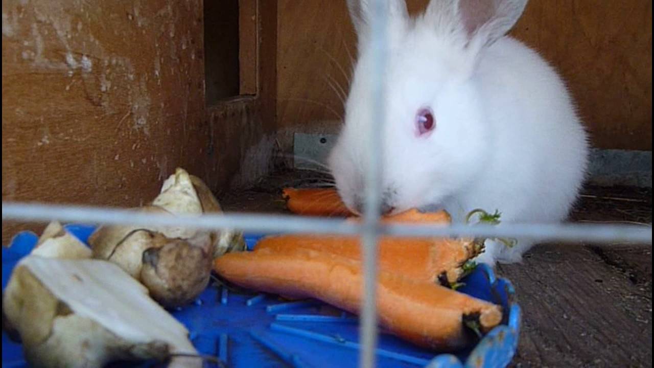 Чем кормить кроликов чтобы они набирали вес