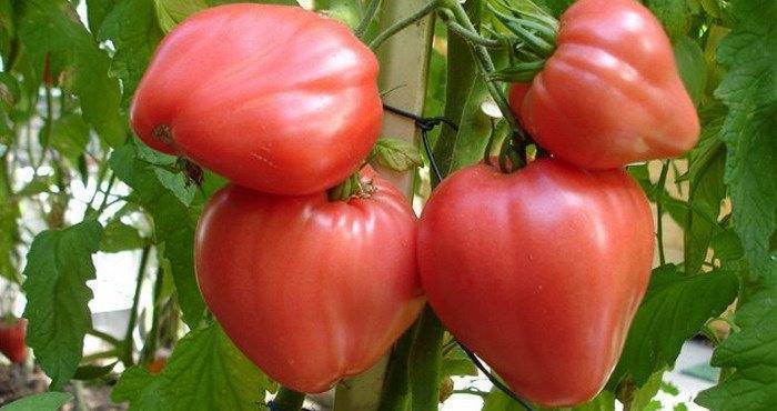 Посадочные дни для томатов для теплицы на 2020 год по лунному календарю