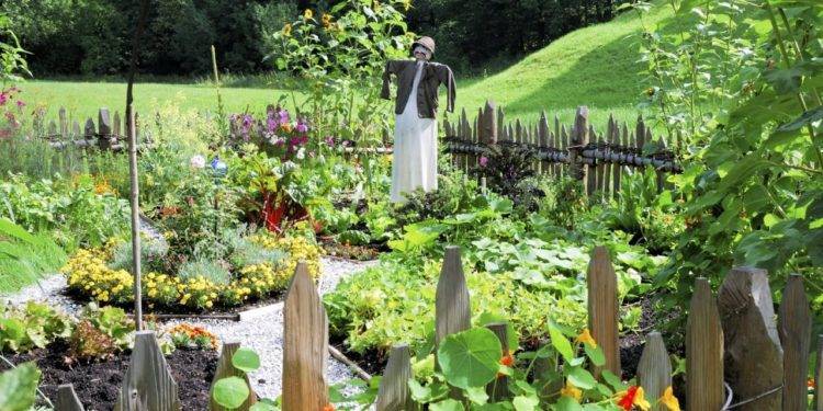 Правильный полив огородных растений