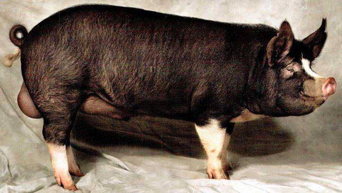 Сало – важный и популярный продукт свиноводства