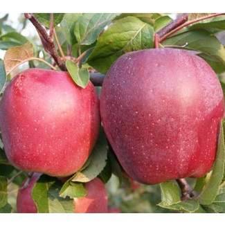 Яблоня джонаголд: особенности сорта и ухода