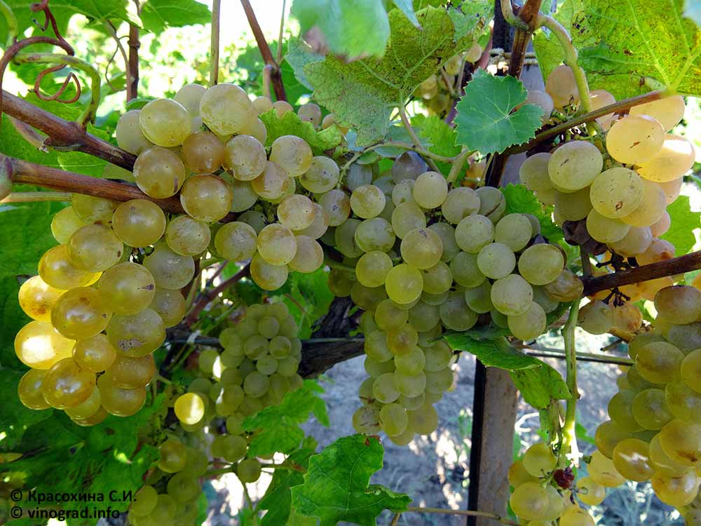 Описание сорта винограда Кристалл: основные особенности и морозостойкость