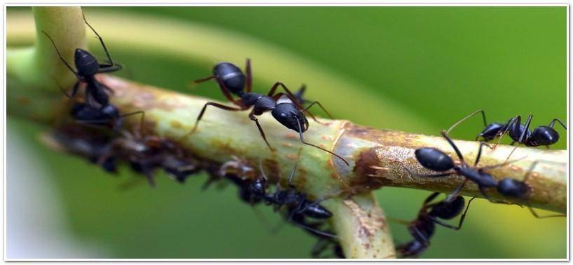 Как бороться с муравьями на фруктовых деревьях