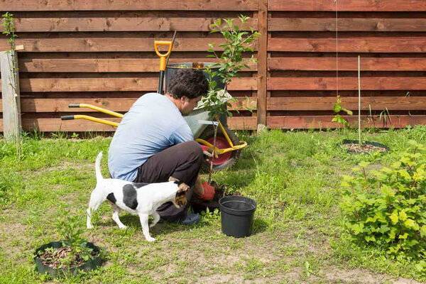 Ваш первый сад: как правильно посадить саженец весной