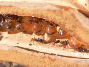 Чем потравить муравьев: топ-5 самых эффективных народных средств