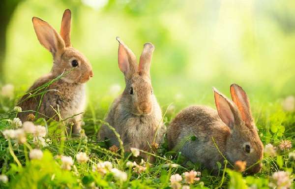 Роль комбикорма в рационе здорового питания кроликов