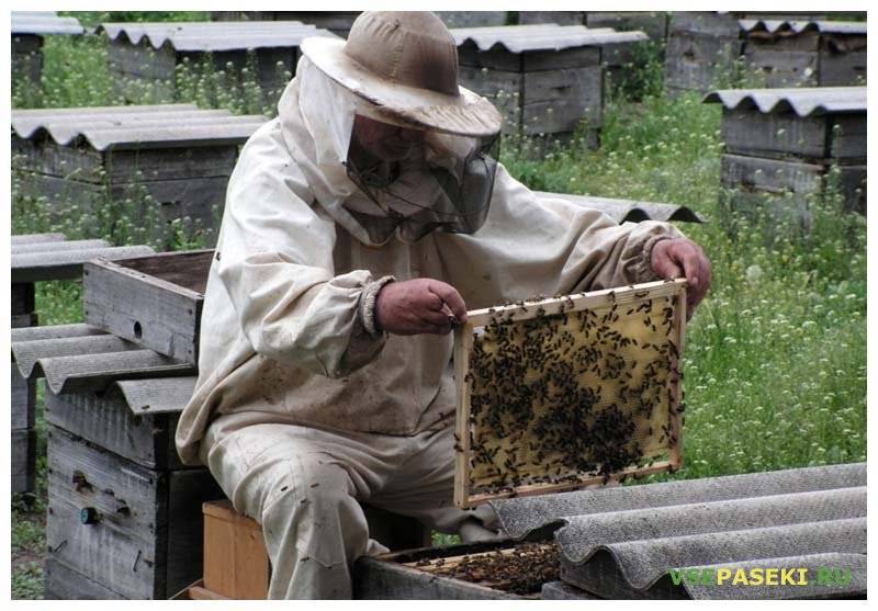 Изучаем азы пчеловодства с нуля
