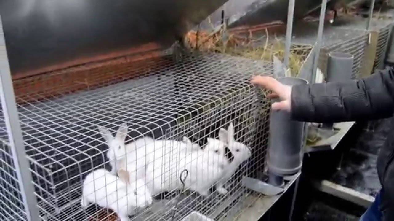 О содержании кроликов: в клетках для начинающих, можно ли совместно с курами