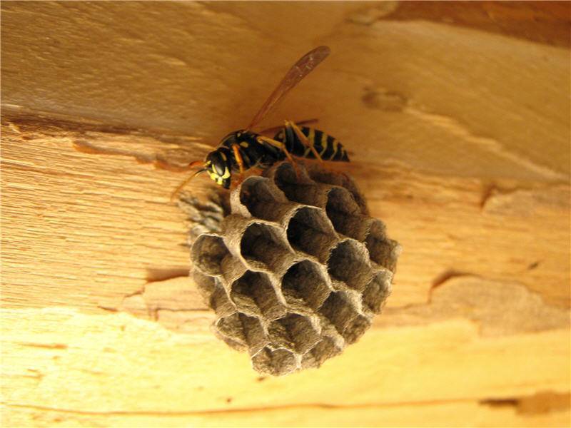 Как можно избавиться от ос в деревянном доме, если гнездо недоступно, как вывести