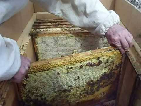 Весенние работы по месяцам на пасеке и развитие пчел