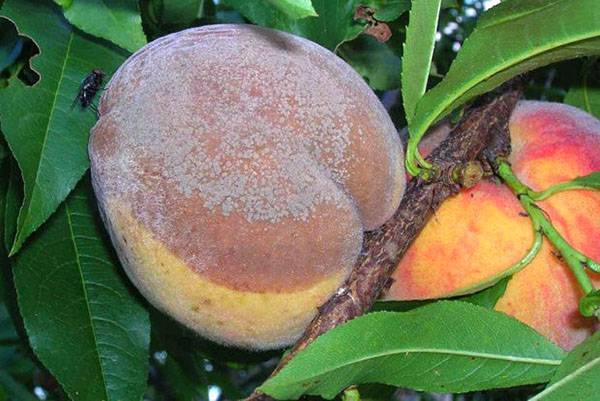 Причины развития болезней персиков и способы их лечения