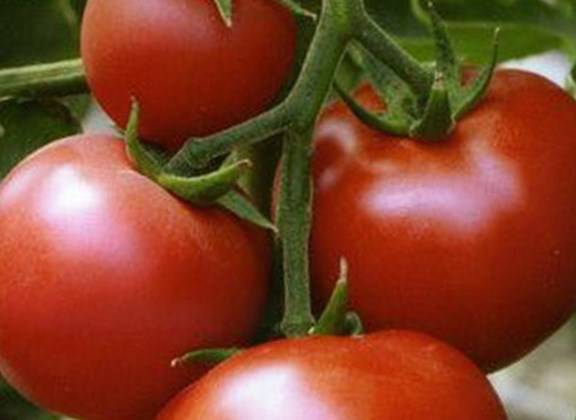 Надежда: описание сорта томата, характеристики помидоров, посев