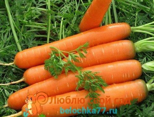 Посадка моркови семенами в открытый грунт весной: когда лучше, можно ли в конце мая, как происходит подготовка, как правильно сеять и на какую глубину, еще об уходе