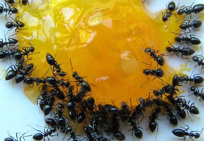 Большие муравьи в бане – как избавиться препаратами и народными средствами
