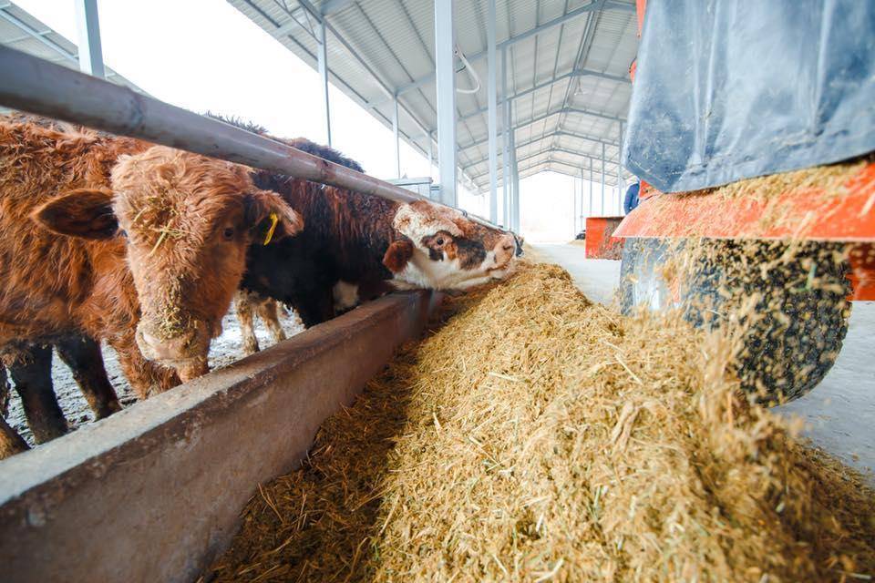 Условия для выращивания бычков на мясо (откорм КРС в домашних условиях)