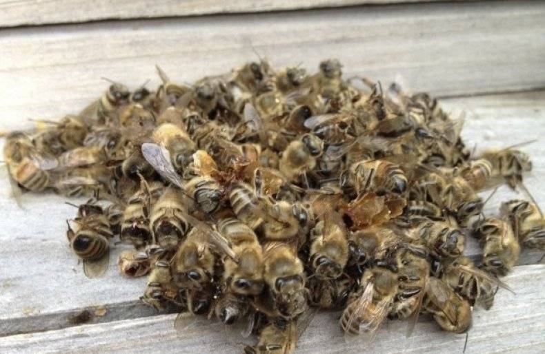 Пчелиный подмор: польза и вред, как принимать