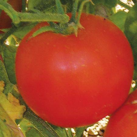 Скороспелый, вкусный и простой в уходе сорт томата «моя любовь f1»: описание, характеристика, посев на рассаду, подкормка, урожайность, фото, видео и самые распространенные болезни томатов