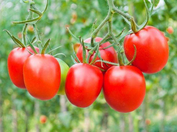 Описание и характеристики сорта томата валентина, его урожайность