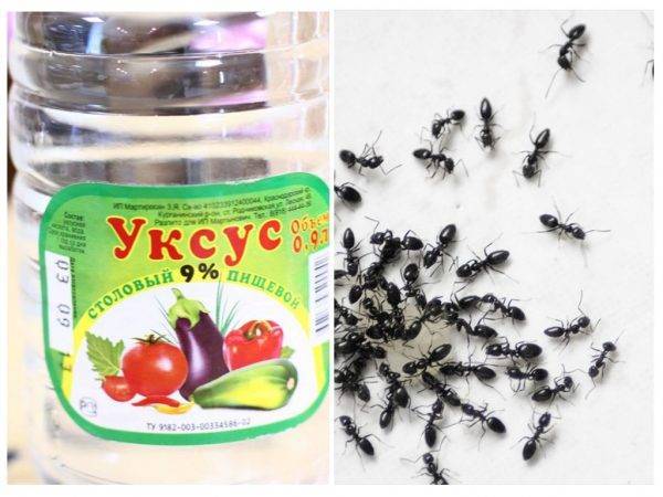 Нашатырный спирт от тли и муравьев: борьба с вредителями народными способами