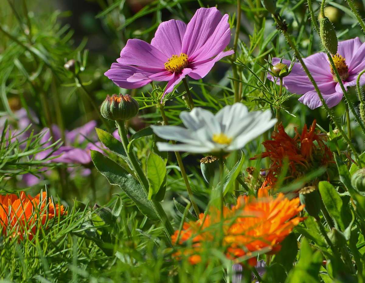 Однолетние цветы для дачи (65 фото): названия садовых однолетников для урала и других мест. высокие, вьющиеся и другие виды для клумбы