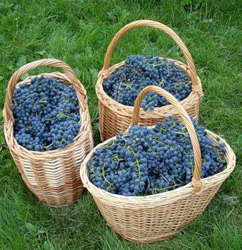 Виноград мукузани: описание сорта и характеристики, правила посадки и ухода