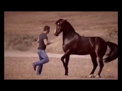 22 самые дорогие лошади