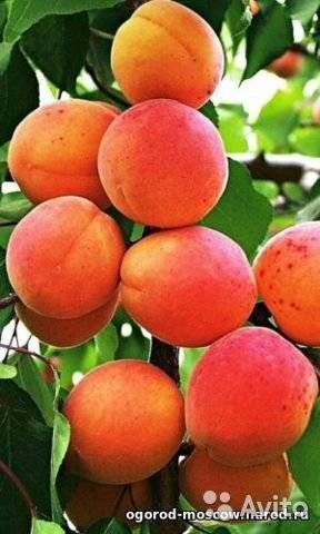 Описание среднепозднего крупноплодного сорта абрикоса чемпион севера