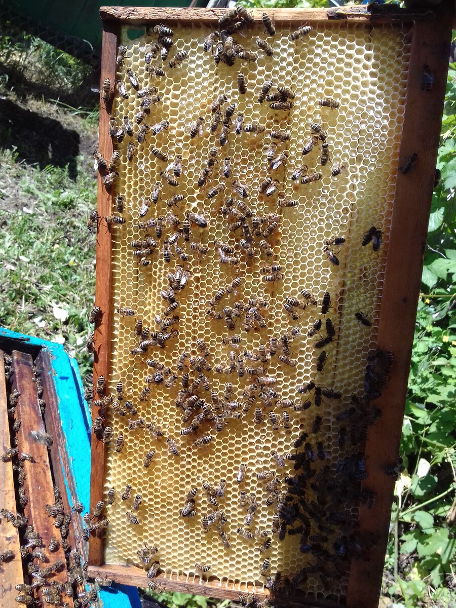 О пчелином гнезде: как избавиться от пчелиного гнезда на даче, как убрать дома