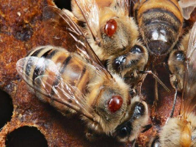 Использование муравьиной кислоты для обработки пчел