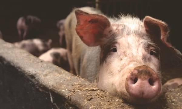 Болезни свиней и поросят - симптомы и лечение