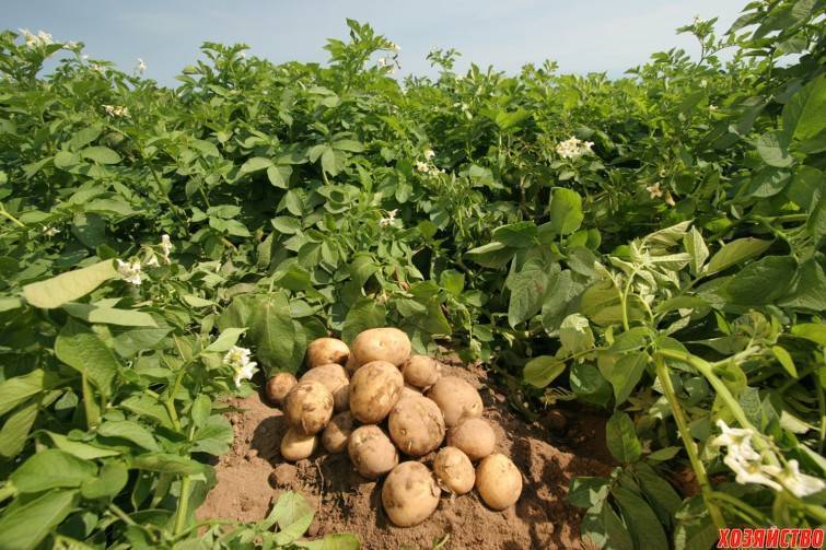 Расход картофеля при посадке на 1 сотку, норма высева, густота