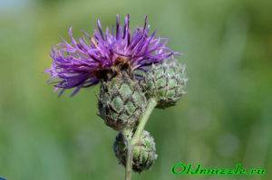 Василек шероховатый centaurea scabiosa. василек шероховатый - медоносы