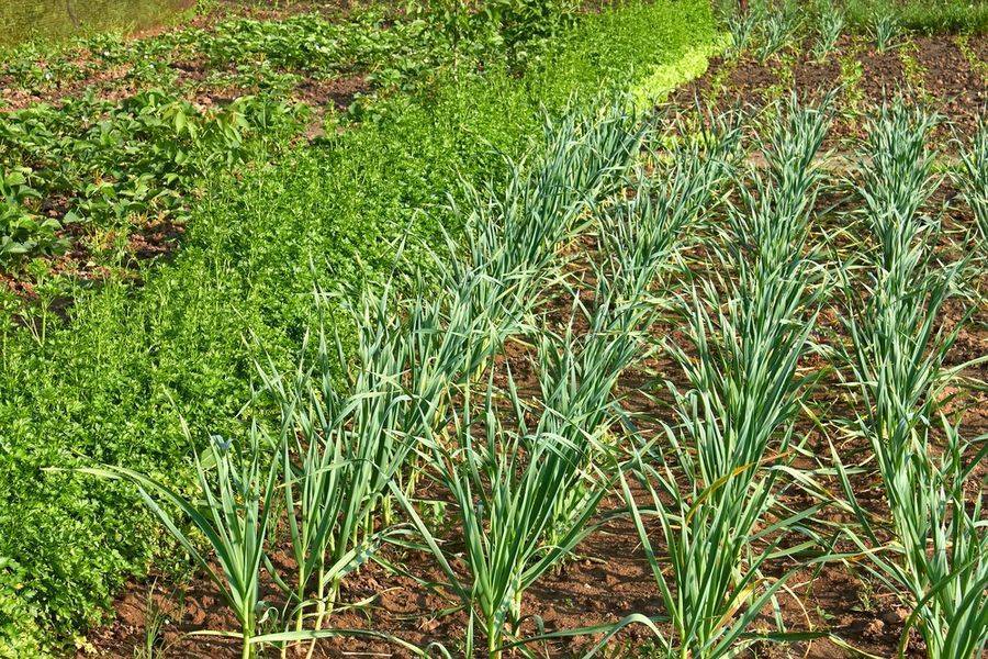 Советы огородникам: как выбрать место для выращивания петрушки, что можно сажать с ней рядом и другие рекомендации