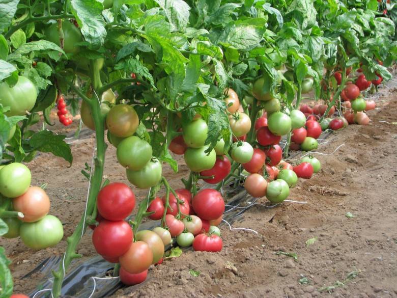 Сорта томатов устойчивые к кладоспориозу