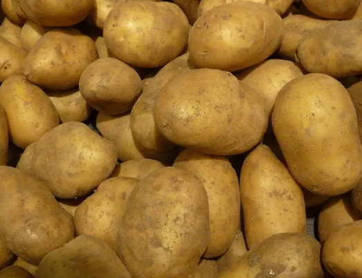 Столовый среднеспелый сорт картошки алуэт — нюансы выращивания