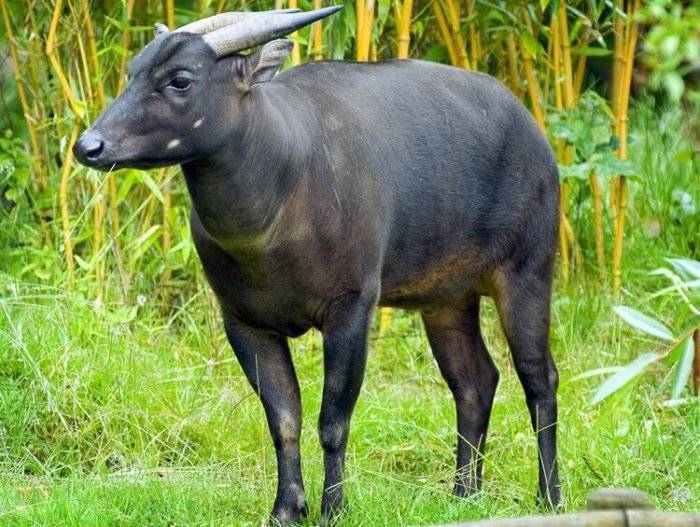 Карликовые или мини буйволы. обзор пород, описание с фото и видео