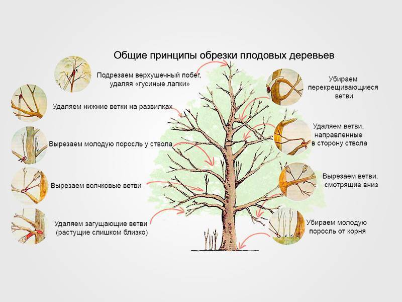 Все о правилах обрезки плодовых деревьев: как обрезать, формирование кроны