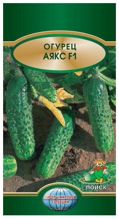 Гибрид огурцов «аякс f1»: фото, видео, описание, посадка, характеристика, урожайность, отзывы