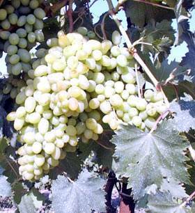 Устойчивые сорта винограда к болезням и морозам, неприхотливые сорта