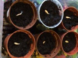 Посадка огурцов в опилки с кипятком — идеальный способ выращивания рассады