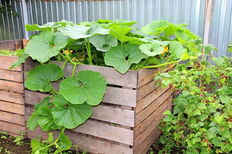 Что можно выращивать в одной теплице одновременно: таблица совместимости овощных культур при посадке? на что влияет соседство овощей?