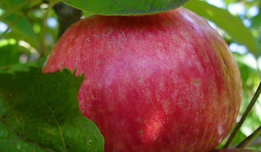 Сорт яблони бельфлер китайка – описание, фото