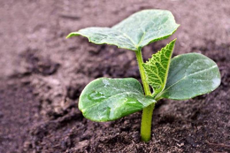 Разбираемся когда сажать огурцы на рассаду для открытого грунта? рекомендации по посеву, пересадке и уходу, а также можно ли сеять семена в открытый грунт