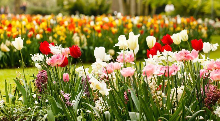Луковичные многолетники: цветы гармоничного сада