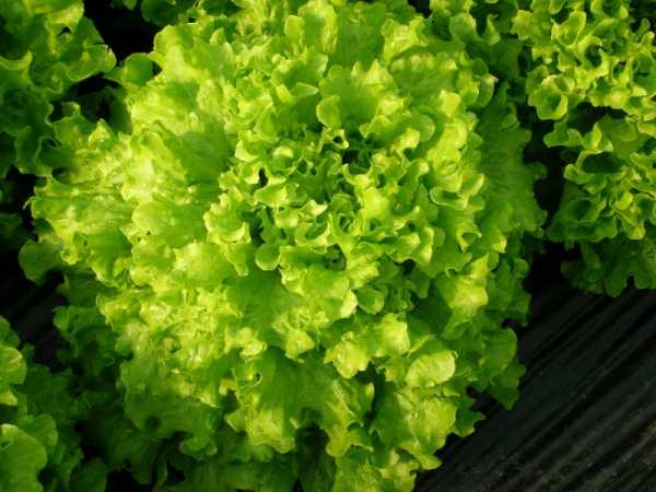 Все о выращивании салата айсберг: посев и уход за растением