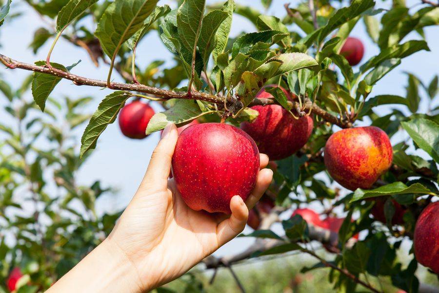 5 причин, почему не плодоносит яблоня
