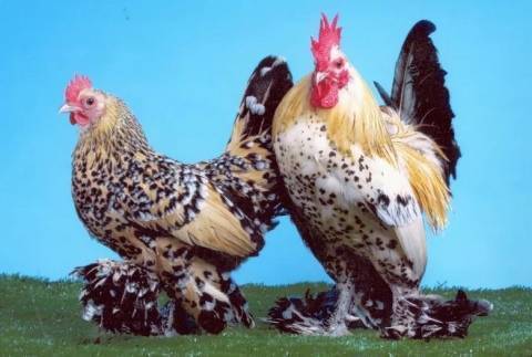 Какая порода кур самая яйценоская - 5 разновидностей кур!