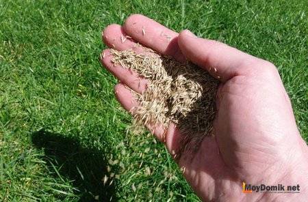 Газонная трава: как сажать, когда сеять, подготовка почвы, технология с пошаговой инструкцией